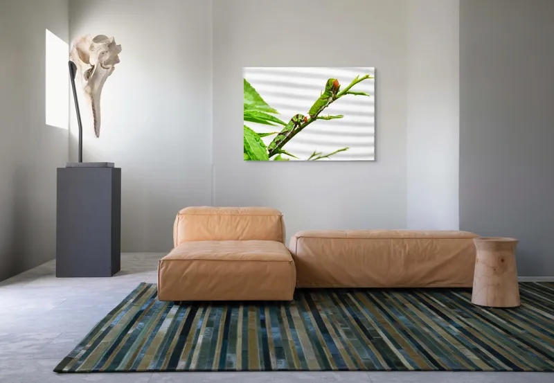 Tablou Canvas, "Omizi verzi pe ramură tânără", Omizi, Verde, Frunză, Ramură, Natură, Detalii, Textură, Gânganie, Antene, Curiozitate, 100 x 70 cm – poza 7