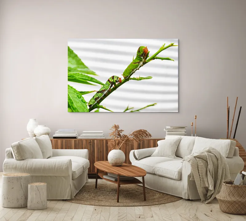 Tablou Canvas, "Omizi verzi pe ramură tânără", Omizi, Verde, Frunză, Ramură, Natură, Detalii, Textură, Gânganie, Antene, Curiozitate, 150 x 100 cm – poza 3