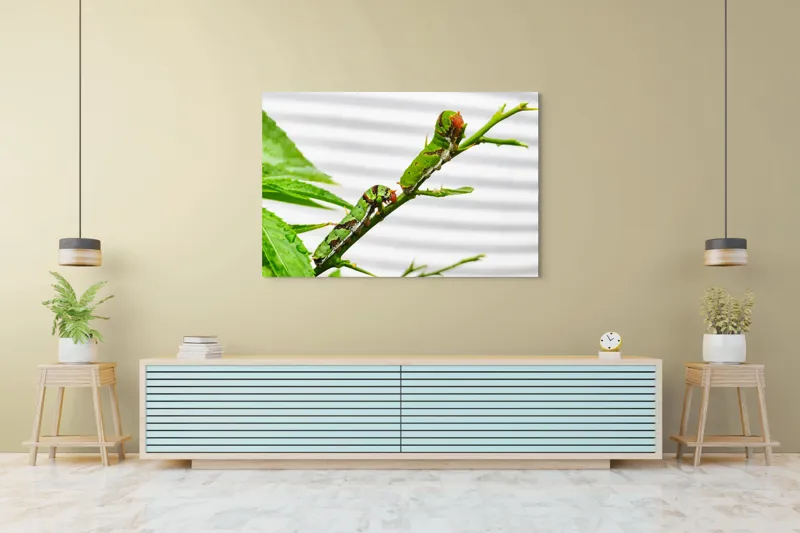 Tablou Canvas, "Omizi verzi pe ramură tânără", Omizi, Verde, Frunză, Ramură, Natură, Detalii, Textură, Gânganie, Antene, Curiozitate, 150 x 100 cm – poza 6