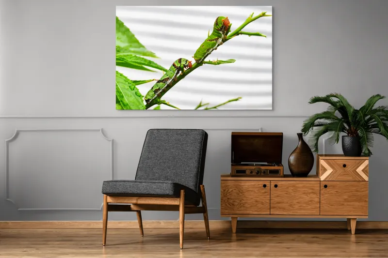 Tablou Canvas, "Omizi verzi pe ramură tânără", Omizi, Verde, Frunză, Ramură, Natură, Detalii, Textură, Gânganie, Antene, Curiozitate, 150 x 100 cm – poza 8