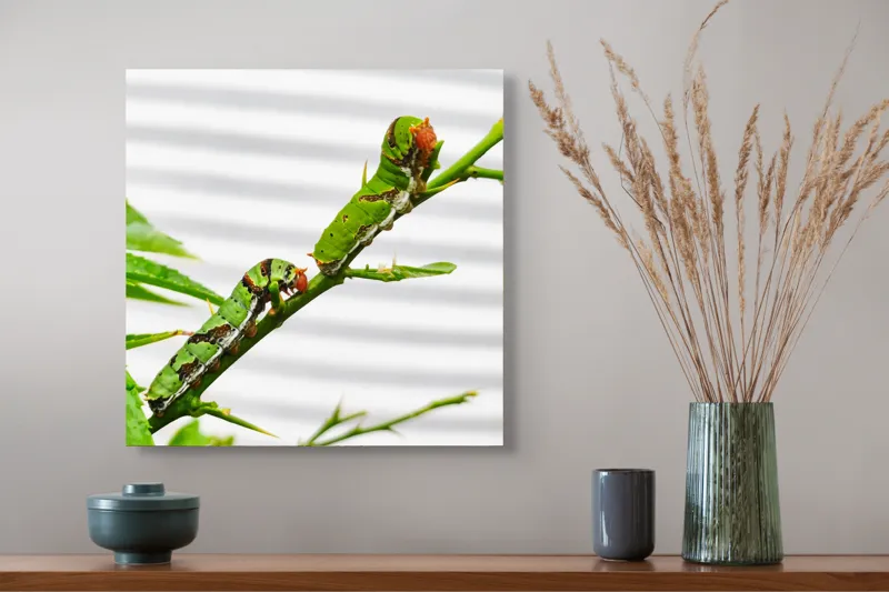 Tablou Canvas, "Omizi verzi pe ramură tânără", Omizi, Verde, Frunză, Ramură, Natură, Detalii, Textură, Gânganie, Antene, Curiozitate, 50 x 50 cm – poza 4