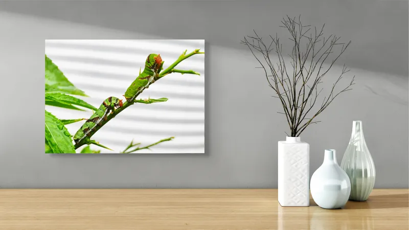 Tablou Canvas, "Omizi verzi pe ramură tânără", Omizi, Verde, Frunză, Ramură, Natură, Detalii, Textură, Gânganie, Antene, Curiozitate, 54 x 39 cm – poza 3