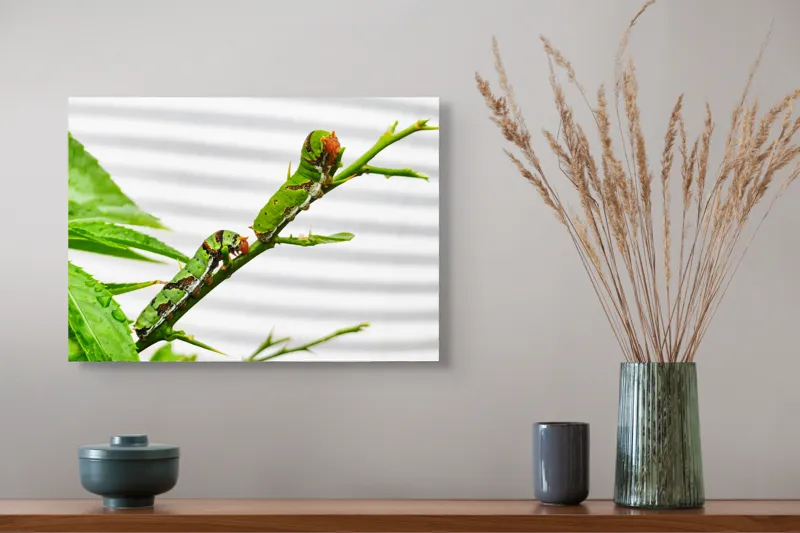 Tablou Canvas, "Omizi verzi pe ramură tânără", Omizi, Verde, Frunză, Ramură, Natură, Detalii, Textură, Gânganie, Antene, Curiozitate, 54 x 39 cm – poza 4