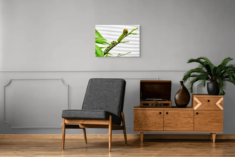 Tablou Canvas, "Omizi verzi pe ramură tânără", Omizi, Verde, Frunză, Ramură, Natură, Detalii, Textură, Gânganie, Antene, Curiozitate, 70 x 50 cm – poza 4
