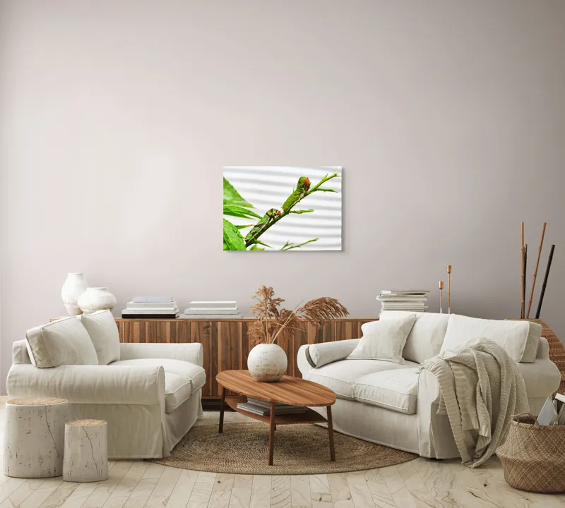 Tablou Canvas, "Omizi verzi pe ramură tânără", Omizi, Verde, Frunză, Ramură, Natură, Detalii, Textură, Gânganie, Antene, Curiozitate, 70 x 50 cm – poza 6