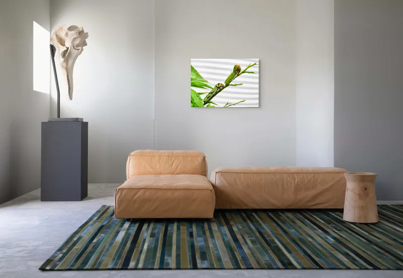 Tablou Canvas, "Omizi verzi pe ramură tânără", Omizi, Verde, Frunză, Ramură, Natură, Detalii, Textură, Gânganie, Antene, Curiozitate, 70 x 50 cm – poza 8