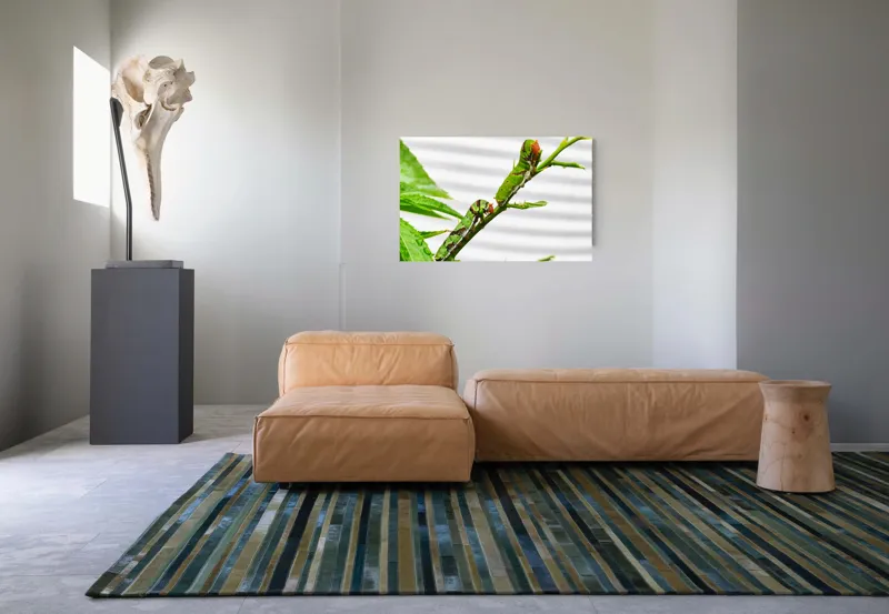 Tablou Canvas, "Omizi verzi pe ramură tânără", Omizi, Verde, Frunză, Ramură, Natură, Detalii, Textură, Gânganie, Antene, Curiozitate, 90 x 50 cm – poza 8