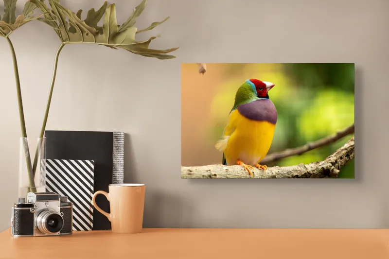 Tablou Canvas, "Pasărea paradis în culori vii", Colorat, Delicat, Exotic, Viu, Mic, Fermecător, Pitoresc, Fragil, Strălucitor, Elegant, 39 x 26 cm – poza 3
