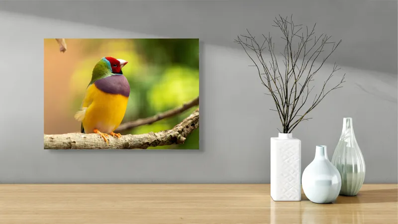 Tablou Canvas, "Pasărea paradis în culori vii", Colorat, Delicat, Exotic, Viu, Mic, Fermecător, Pitoresc, Fragil, Strălucitor, Elegant, 54 x 39 cm – poza 3