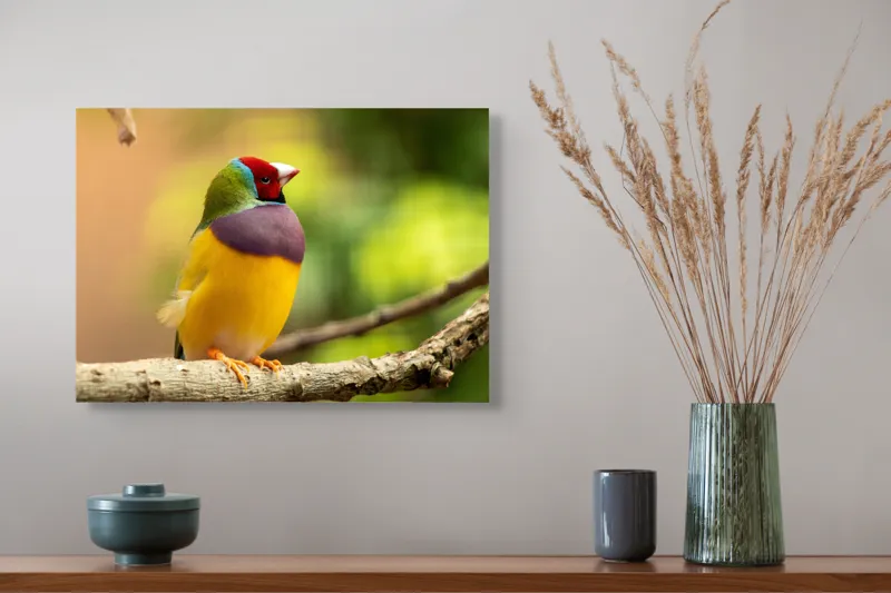 Tablou Canvas, "Pasărea paradis în culori vii", Colorat, Delicat, Exotic, Viu, Mic, Fermecător, Pitoresc, Fragil, Strălucitor, Elegant, 54 x 39 cm – poza 4