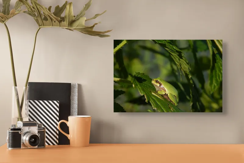 Tablou Canvas, "Brotăcel pe frunză la soare", Verde, Broască, Frunze, Natură, Umbre, Mică, Relaxează, Plante, Organic, Furtivo., 39 x 26 cm – poza 3