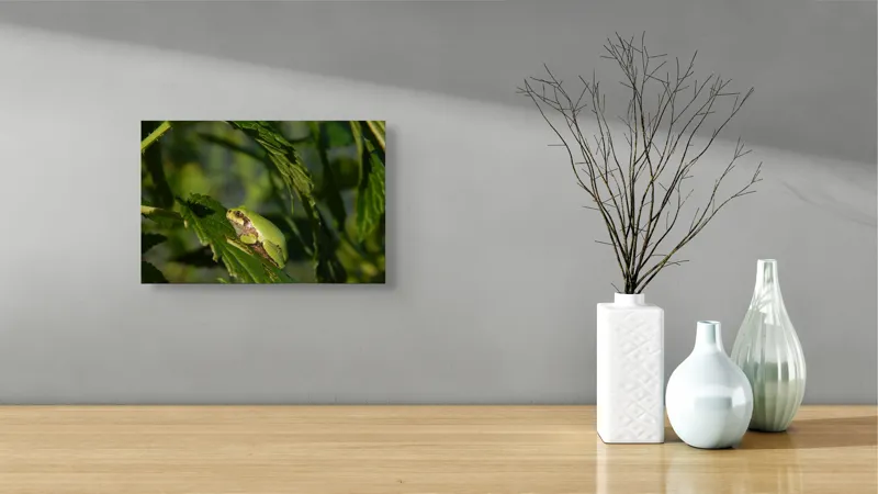 Tablou Canvas, "Brotăcel pe frunză la soare", Verde, Broască, Frunze, Natură, Umbre, Mică, Relaxează, Plante, Organic, Furtivo., 39 x 26 cm – poza 8