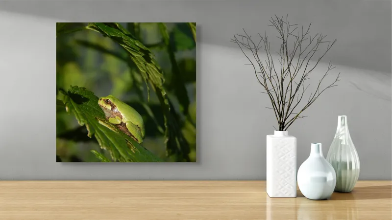 Tablou Canvas, "Brotăcel pe frunză la soare", Verde, Broască, Frunze, Natură, Umbre, Mică, Relaxează, Plante, Organic, Furtivo., 50 x 50 cm – poza 3