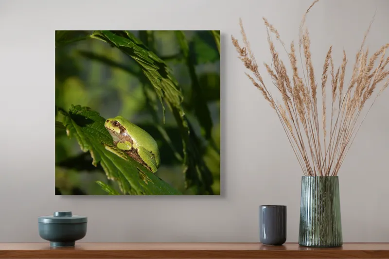 Tablou Canvas, "Brotăcel pe frunză la soare", Verde, Broască, Frunze, Natură, Umbre, Mică, Relaxează, Plante, Organic, Furtivo., 50 x 50 cm – poza 4