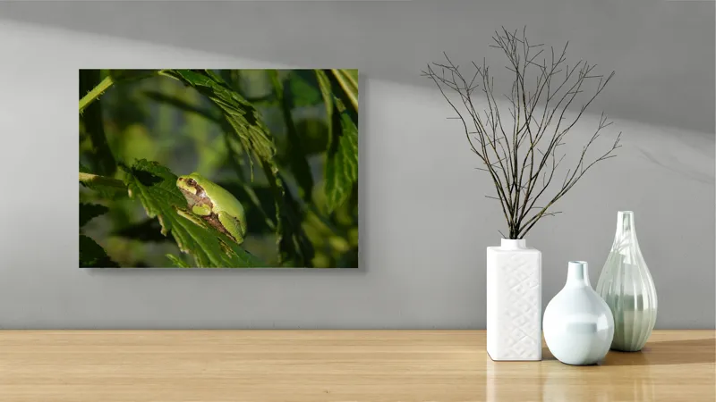 Tablou Canvas, "Brotăcel pe frunză la soare", Verde, Broască, Frunze, Natură, Umbre, Mică, Relaxează, Plante, Organic, Furtivo., 54 x 39 cm – poza 3