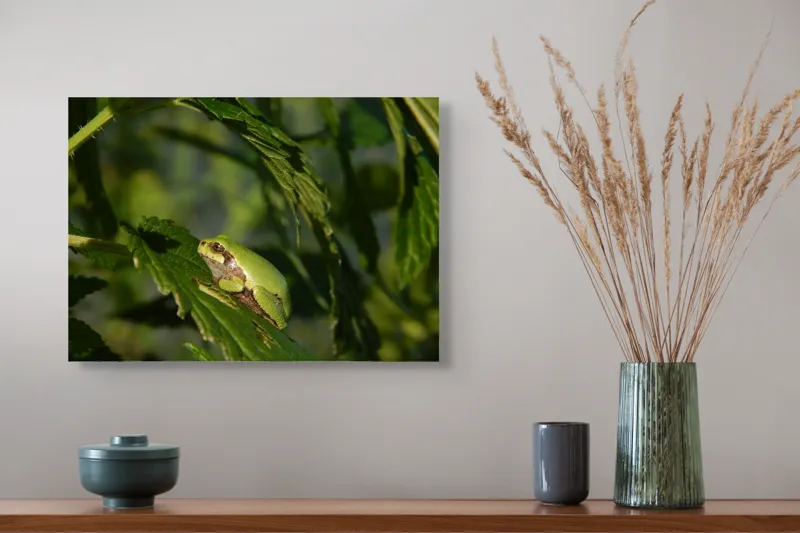 Tablou Canvas, "Brotăcel pe frunză la soare", Verde, Broască, Frunze, Natură, Umbre, Mică, Relaxează, Plante, Organic, Furtivo., 54 x 39 cm – poza 4