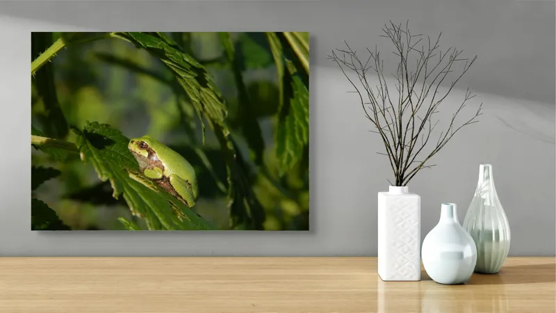Tablou Canvas, "Brotăcel pe frunză la soare", Verde, Broască, Frunze, Natură, Umbre, Mică, Relaxează, Plante, Organic, Furtivo., 70 x 50 cm – poza 3