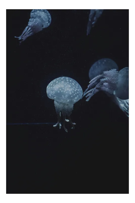 Tablou Canvas, "Meduze dansând în abisul marin", Meduze, Ocean, Lumină, Mister, Albastru, Eleganță, Transparente, Dans, Noapte, Vibrație., 70 x 100 cm