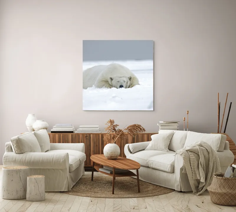 Tablou Canvas, "Urs polar odihnindu-se în zăpadă", Urs, Polar, Zăpadă, Odihnă, Liniște, Frig, Alb, Serenitate, Natură., 100 x 100 cm – poza 3