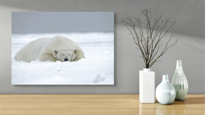 Tablou Canvas, "Urs polar odihnindu-se în zăpadă", Urs, Polar, Zăpadă, Odihnă, Liniște, Frig, Alb, Serenitate, Natură., 70 x 50 cm – poza 3