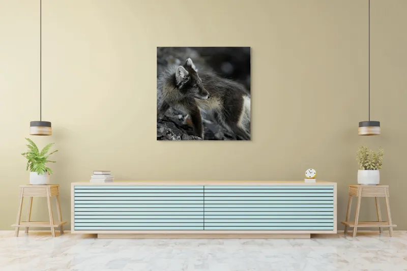 Tablou Canvas, "Vulpe polară în habitat natural", Blană, Aspră, Urechi, Pământiu, Privește, Cenușiu, Arctic, Contrast, Stânci, 100 x 100 cm – poza 5