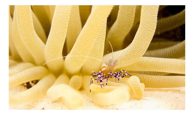 Tablou Canvas, "Crevete ascuns printre tentacule marine", Subacvatic, Anemonă, Crevete, Simbioză, Tentacule, Nisip, Marine, Colorat, Textură, Aventura, 54 x 39 cm