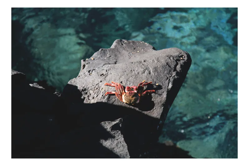 Tablou Canvas, "Crabul sub soarele verii pe stâncă", Crab, Rock, Ocean, Sunlight, Shadows, 50 x 50 cm