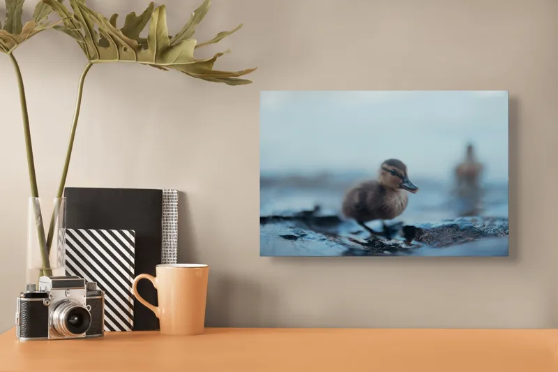 Tablou Canvas, "Rățușca pe malul lacului într-o dimineață", Pufos, Gingaș, Mic, Pui, Apă, Albastră, Reflexii, Natură, 39 x 26 cm – poza 3