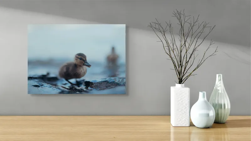 Tablou Canvas, "Rățușca pe malul lacului într-o dimineață", Pufos, Gingaș, Mic, Pui, Apă, Albastră, Reflexii, Natură, 54 x 39 cm – poza 3