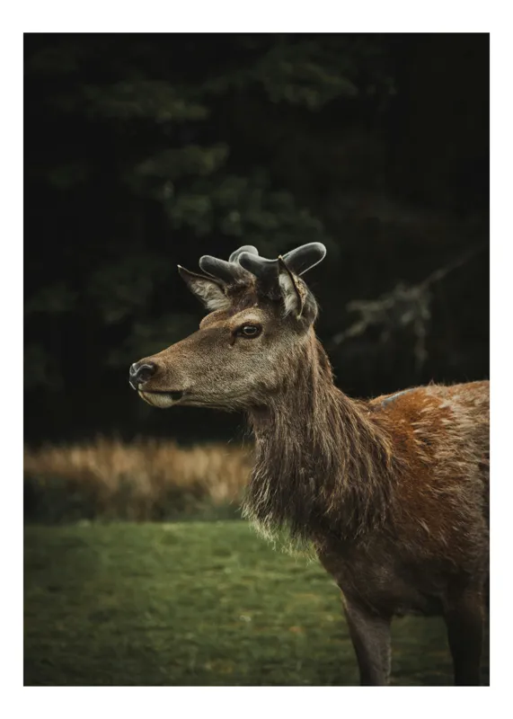 Tablou Canvas, "Cerbul în lumina pădurii misterioase", Nu știu cine este în imagine, dar pot să descriu imaginea: Cerb, Natură, Blană, Animale, Pădure, Verde, Corn, Grație, Vegetație., 50 x 70 cm