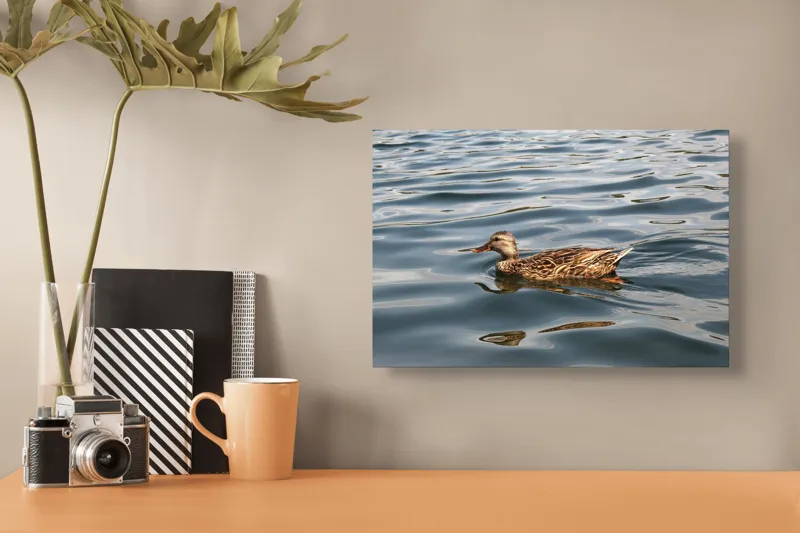 Tablou Canvas, "Rață plutind pe lac liniștit", Rață, Apă, Înot, Oglindire, Natură, Liniște, Valuri, Culoare, Pene, Reflexie, 39 x 26 cm – poza 3