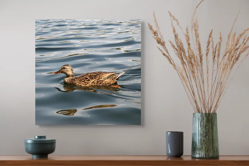 Tablou Canvas, "Rață plutind pe lac liniștit", Rață, Apă, Înot, Oglindire, Natură, Liniște, Valuri, Culoare, Pene, Reflexie, 50 x 50 cm – poza 4