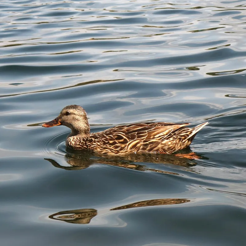 Tablou Canvas, "Rață plutind pe lac liniștit", Rață, Apă, Înot, Oglindire, Natură, Liniște, Valuri, Culoare, Pene, Reflexie, 50 x 50 cm – poza 2