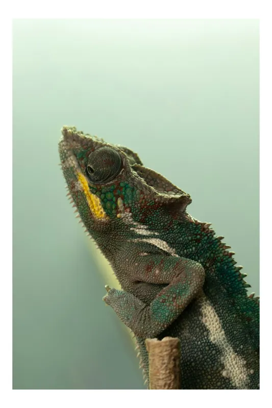 Tablou Canvas, "Cameleonul în așteptarea schimbării culorii", Cameleon, Verde, Colorat, Texturi, Solzi, Calm, Observator, Linie, 100 x 150 cm