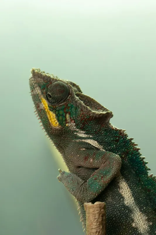 Tablou Canvas, "Cameleonul în așteptarea schimbării culorii", Cameleon, Verde, Colorat, Texturi, Solzi, Calm, Observator, Linie, 26 x 39 cm – poza 2