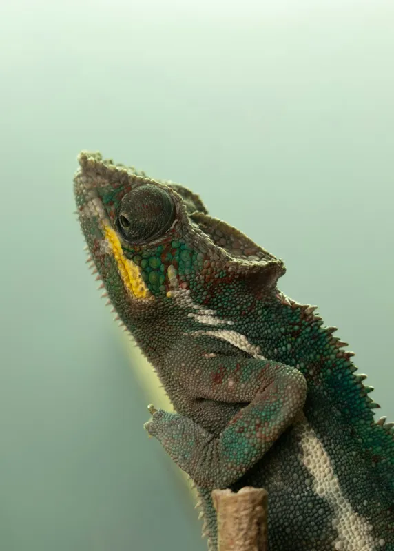 Tablou Canvas, "Cameleonul în așteptarea schimbării culorii", Cameleon, Verde, Colorat, Texturi, Solzi, Calm, Observator, Linie, 50 x 70 cm – poza 2
