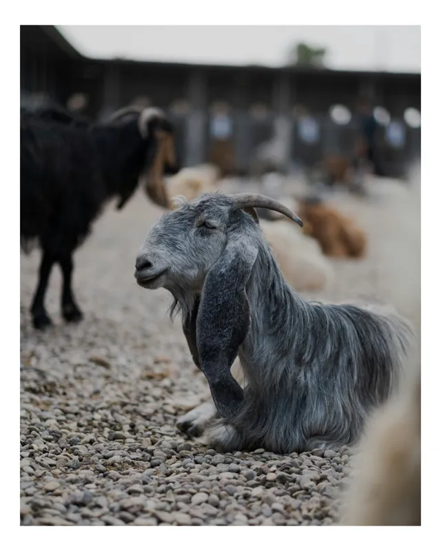 Tablou Canvas, "Capra pe pietre în amurg liniștit", Capră, Blană, Pietre, Relaxare, Animale, Urechi Lungi, Fermă, Peisaj, Natură, Fundal Blur, 26 x 39 cm