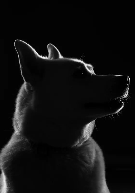 Tablou Canvas, "Siluetă canină în lumină misterioasă", 70 x 100 cm – poza 2