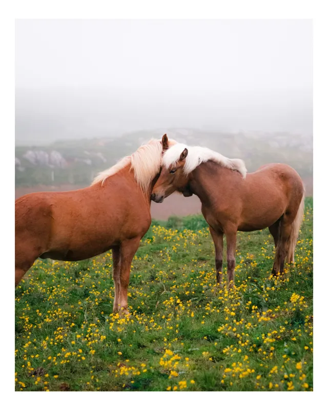Tablou Canvas, "Cai îmbrățișați pe câmp cu flori", Cai, Blândețe, Câmp, Flori, Mângâiere, Peisaj, Verdeață, Calm, Prietenie, Natură, 50 x 50 cm