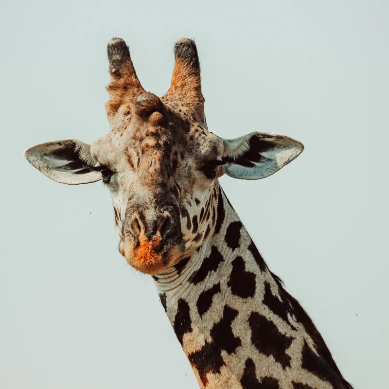 Tablou Canvas, "Giraful contemplativ sub cer senin", Giraffe, Cer, Pete, Cerulean, Grație, Faună, Eleganță, 100 x 100 cm – poza 2