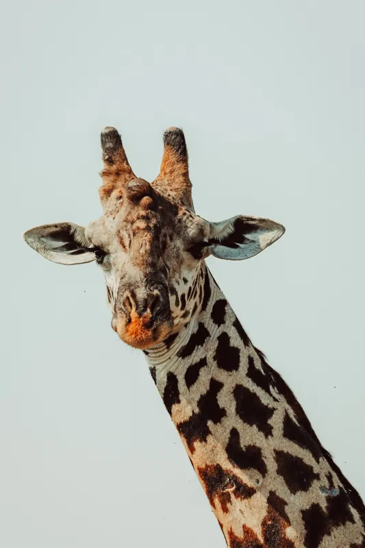 Tablou Canvas, "Giraful contemplativ sub cer senin", Giraffe, Cer, Pete, Cerulean, Grație, Faună, Eleganță, 100 x 150 cm – poza 2