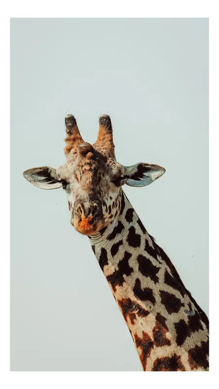 Tablou Canvas, "Giraful contemplativ sub cer senin", Giraffe, Cer, Pete, Cerulean, Grație, Faună, Eleganță, 39 x 54 cm