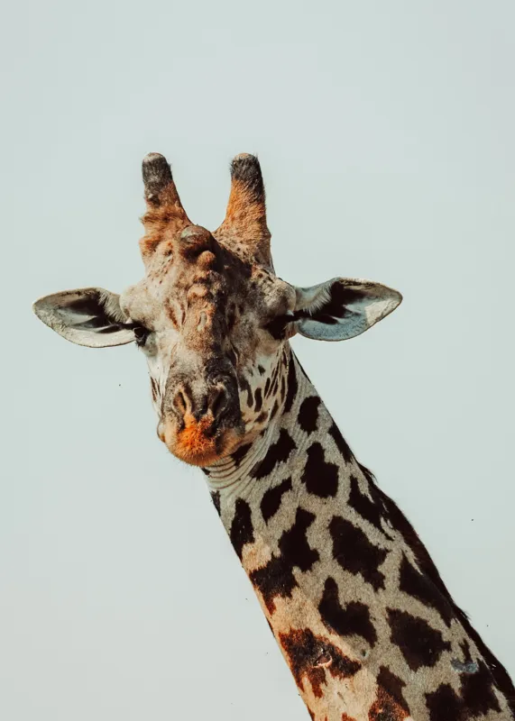 Tablou Canvas, "Giraful contemplativ sub cer senin", Giraffe, Cer, Pete, Cerulean, Grație, Faună, Eleganță, 50 x 70 cm – poza 2