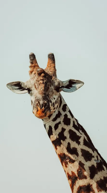 Tablou Canvas, "Giraful contemplativ sub cer senin", Giraffe, Cer, Pete, Cerulean, Grație, Faună, Eleganță, 50 x 90 cm – poza 2