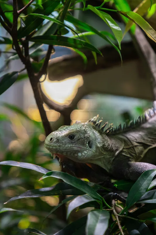 Tablou Canvas, "Iguana printre ramuri verzi luxuriante", Verde, Iguana, Frunze, Copac, Privire, Lumina, Natura, 100 x 150 cm – poza 2