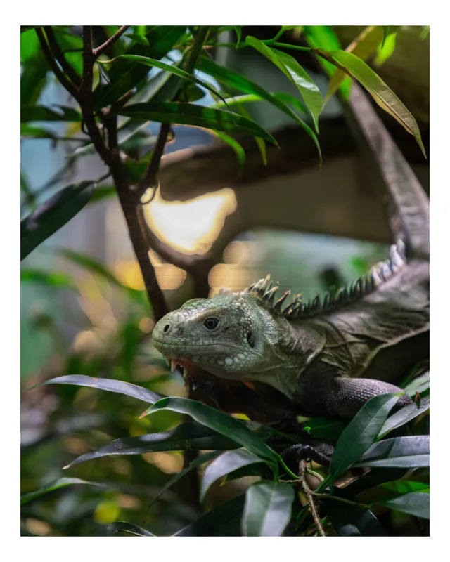 Tablou Canvas, "Iguana printre ramuri verzi luxuriante", Verde, Iguana, Frunze, Copac, Privire, Lumina, Natura, 26 x 39 cm