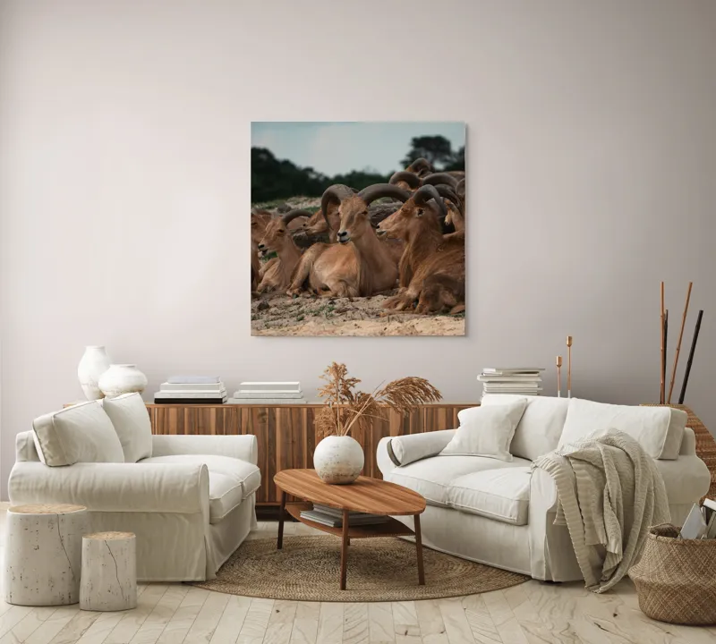 Tablou Canvas, "Capre sălbatice odihnindu-se în peisaj", 100 x 100 cm – poza 3