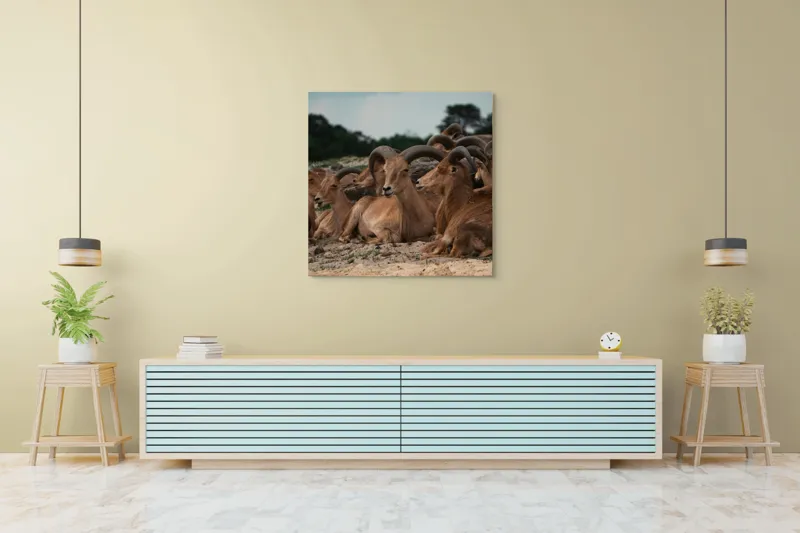 Tablou Canvas, "Capre sălbatice odihnindu-se în peisaj", 100 x 100 cm – poza 5