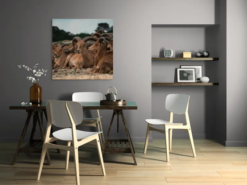 Tablou Canvas, "Capre sălbatice odihnindu-se în peisaj", 100 x 100 cm – poza 6