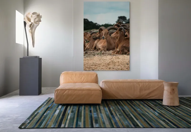 Tablou Canvas, "Capre sălbatice odihnindu-se în peisaj", 100 x 150 cm – poza 7